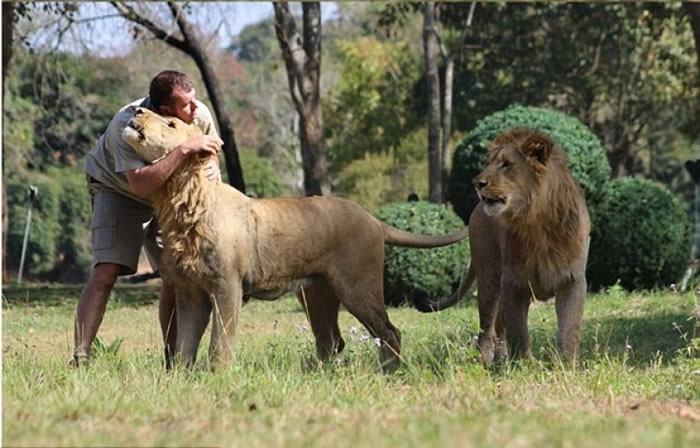 德朗厄(左)为死去的狮子感到难过。