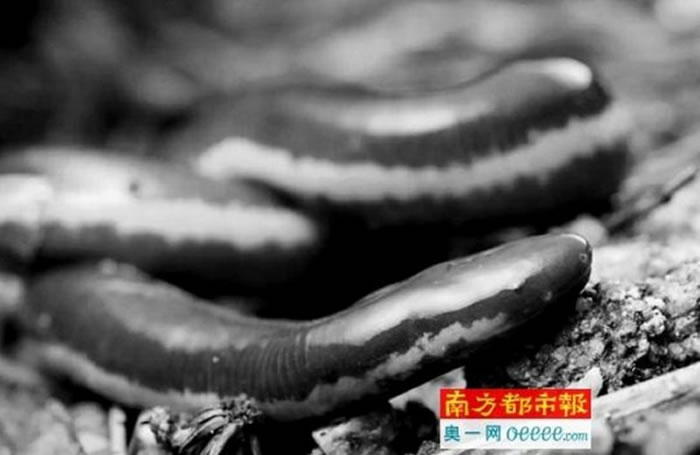 珍稀两栖动物版纳鱼螈,是一种已在地球上存活上亿年的物种。