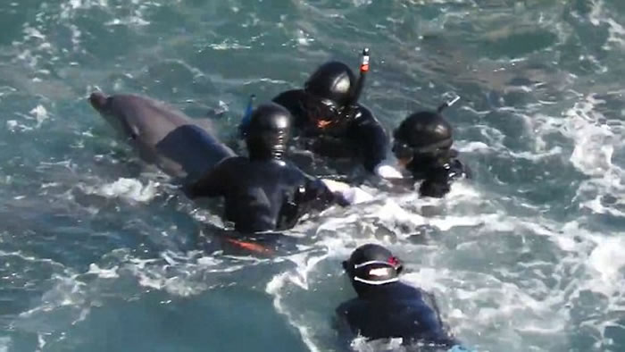 日本渔民在和歌山县太地町捕小海豚卖给水族馆 海豚妈妈试图救子