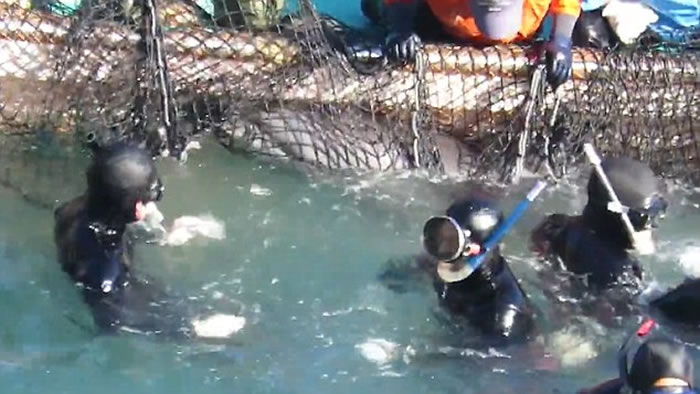 日本渔民在和歌山县太地町捕小海豚卖给水族馆 海豚妈妈试图救子