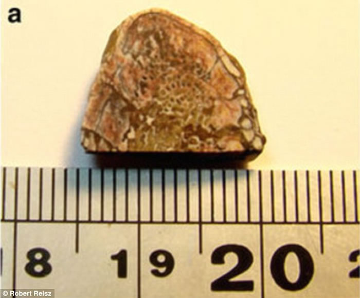 �й�����ʡ»�����߹ǻ�ʯ�з��ֱ�����õĵ�����