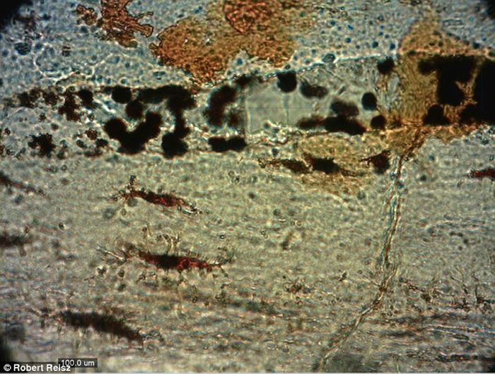 �й�����ʡ»�����߹ǻ�ʯ�з��ֱ�����õĵ�����