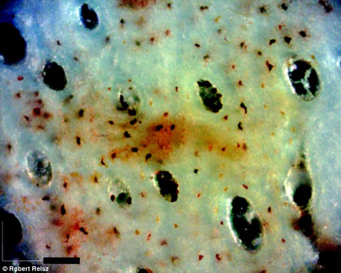 �й�����ʡ»�����߹ǻ�ʯ�з��ֱ�����õĵ�����