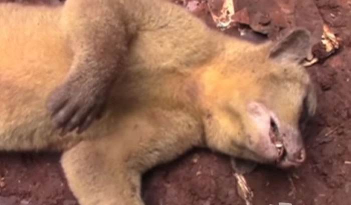 �������ܵ���ɽ����Ѫ�֡�