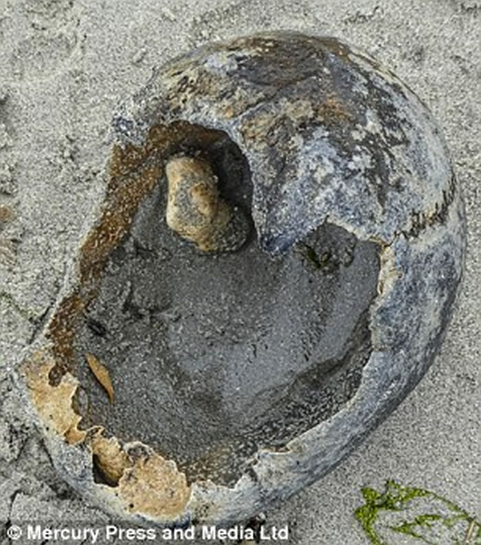 Ӣ��������ɳ̲�޹����ⷢ�֡��󱴿ǡ� ���ǰ���ǰ��������ͷ�ǹ�