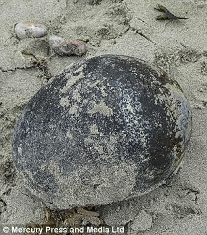 Ӣ��������ɳ̲�޹����ⷢ�֡��󱴿ǡ� ���ǰ���ǰ��������ͷ�ǹ�