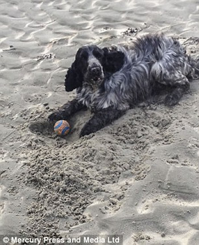 Ӣ��������ɳ̲�޹����ⷢ�֡��󱴿ǡ� ���ǰ���ǰ��������ͷ�ǹ�