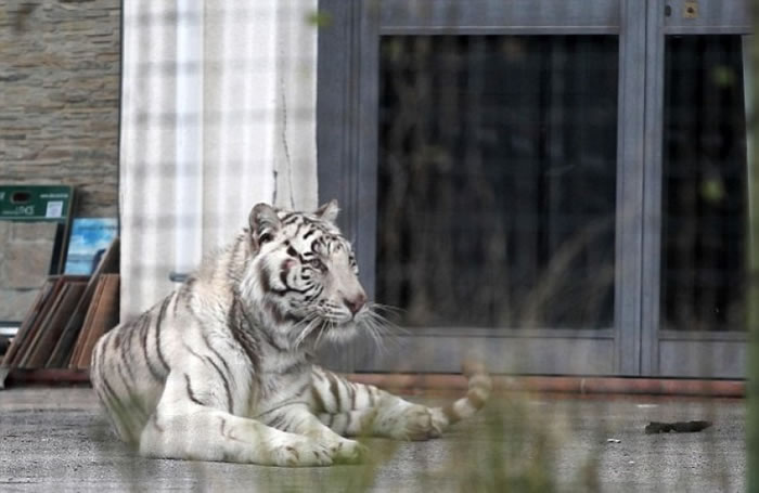 ��˹����������ȫû�ж��⡣