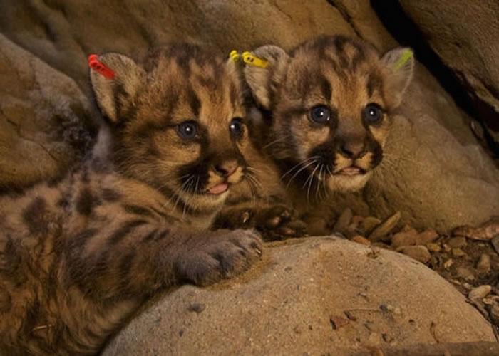 ����ʨ����ȥ��7�³�����