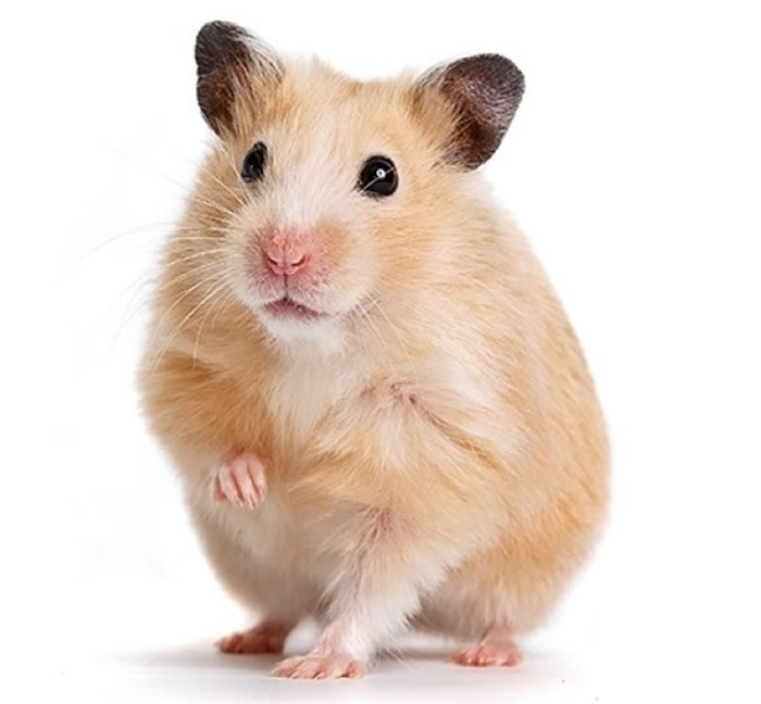 ����һ���ǲ��ٰ�����֮���񰮵Ķ���