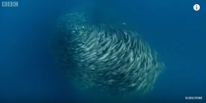 Ӣ���㲥��˾BBC��¼Ƭ����ɫ���򡷣�̫ƽ������ֻ���������Ⱥ�����������ܵ���