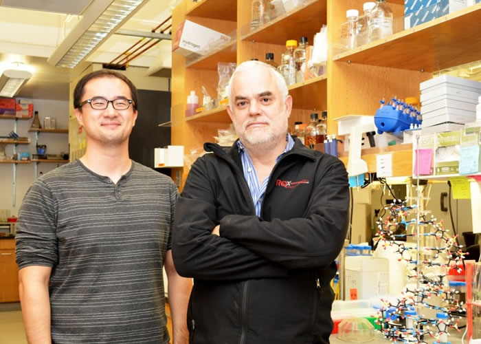 罗梅斯伯格(右)领导的科学家团队成功培育拥有人工合成DNA的生物。