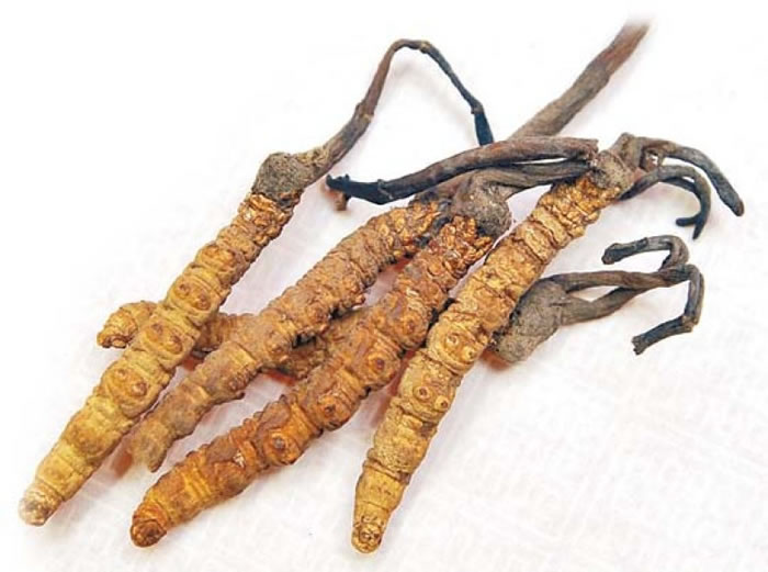 马来西亚大学研究指冬虫草或可预防早老性痴呆症