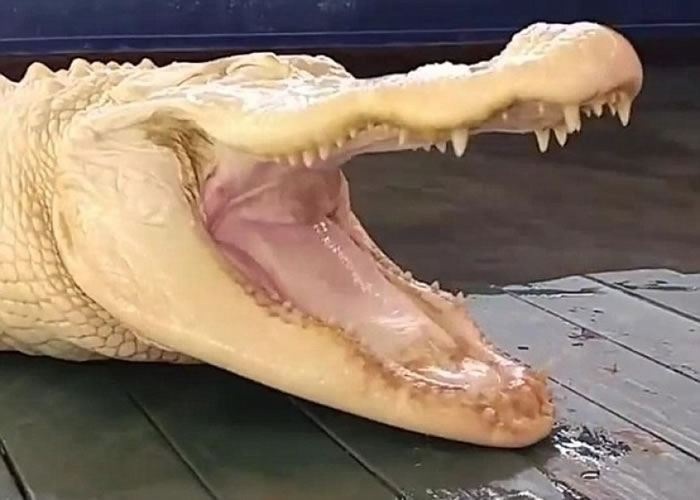 园方指“珍珠”是万中无一。