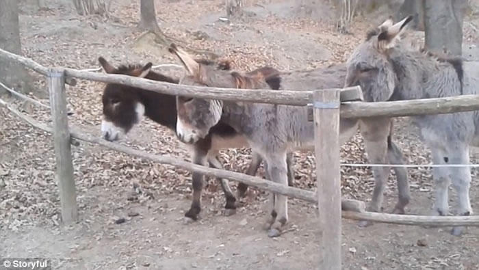 ¿���������ȴ��դ����ס һ�Ժ�¿ҧסľͷ���·Ŵ�ҳ�ȥ