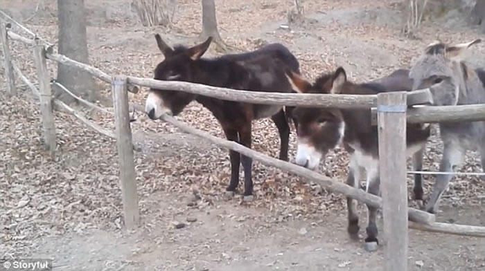 ¿���������ȴ��դ����ס һ�Ժ�¿ҧסľͷ���·Ŵ�ҳ�ȥ