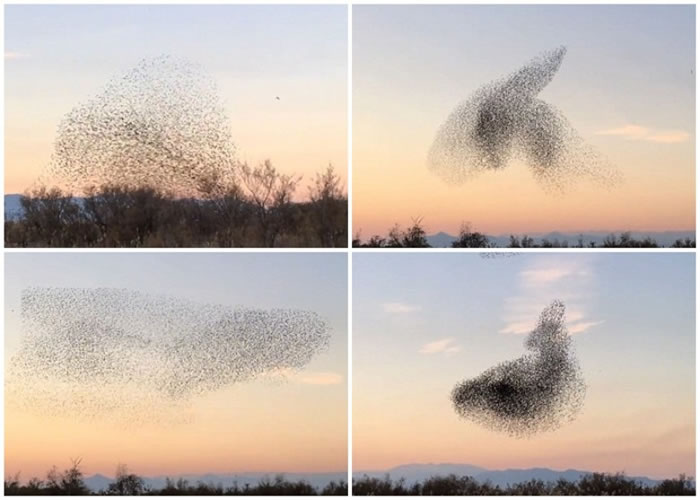 �˸���Ⱥ���ϸı���Σ��ܿ���ӥ׷����