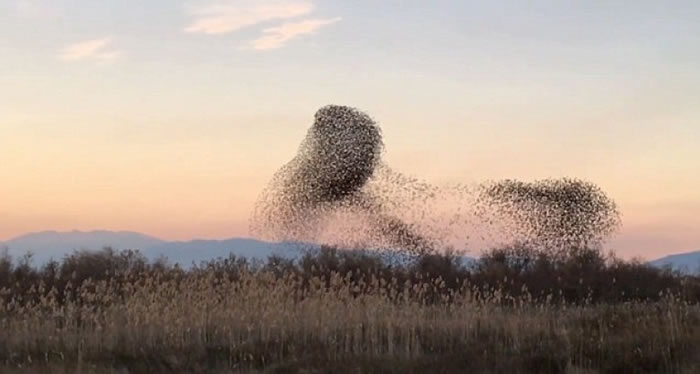 ��ӥ����ʳ�ж�ʧ�ܸ��ա�