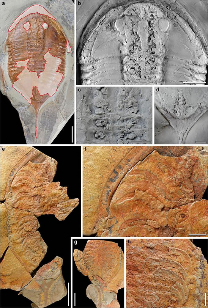 Megistaspis hammondi化石样本可清晰看到脚的遗迹,让科学家可从它们的形状比对相同时期的「脚印」化石。 PHOTOGRAPH COURTESY