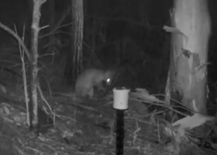 澳洲悉尼森林夜视照相机拍到一只像猫咪又像袋鼠的神秘生物