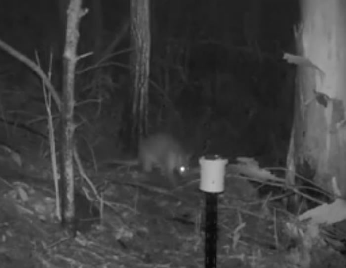 澳洲悉尼森林夜视照相机拍到一只像猫咪又像袋鼠的神秘生物