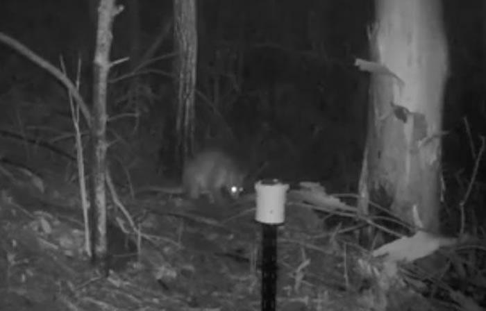 澳洲悉尼森林夜视照相机拍到一只像猫咪又像袋鼠的神秘生物