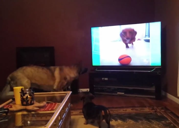 电视画面内的腊肠狗作势扑前,狼狗和腊肠狗已开始惊慌。