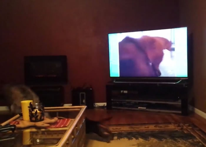 电视画面内的腊肠狗扑前咬住镜头前的小皮球,狼狗和腊肠狗吓得躲到沙发后面。