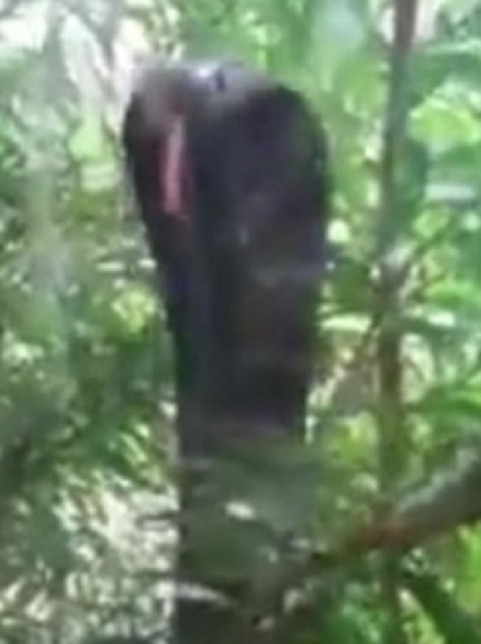 �����۾���סլ������ײ��