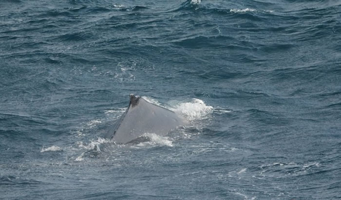 大翅鲸上一次出现是在2003年5月,距离此次现身已相隔14年。(图/多罗满赏鲸提供)