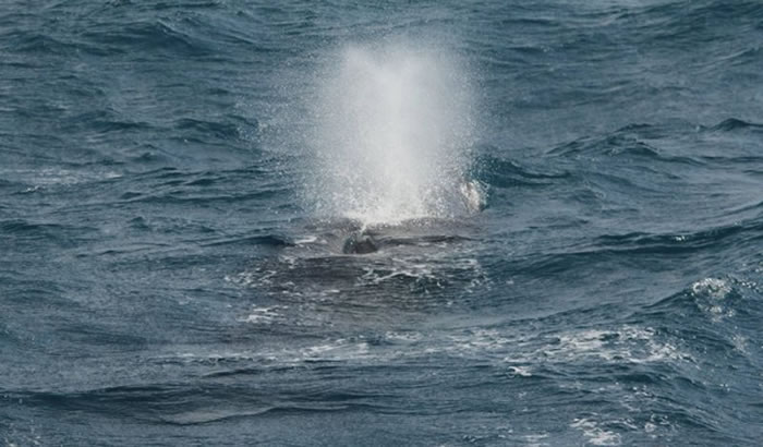 大翅鲸在海面上翻身喷气后,随即向东北方游去。(图/多罗满赏鲸提供)