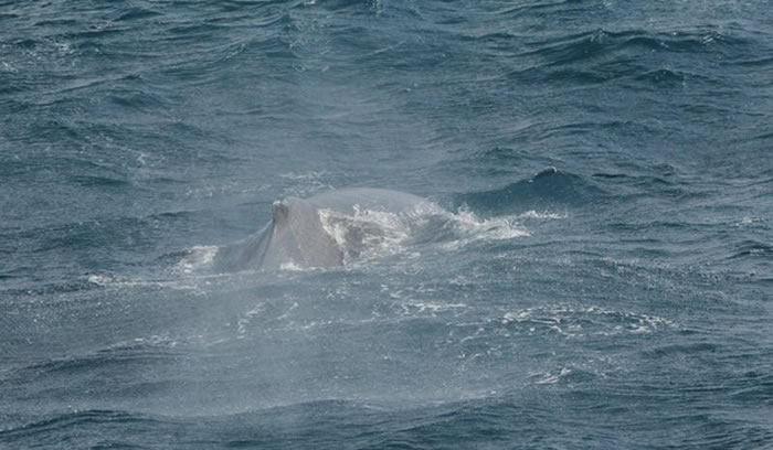 大翅鲸会在每年1到3月沿着黑潮往北回游,并行经花莲外海。(图/多罗满赏鲸提供)