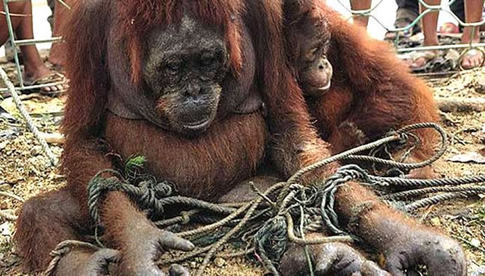 红毛猩猩在过去60年来的数量已经少了超过一半,被列入濒危动物。