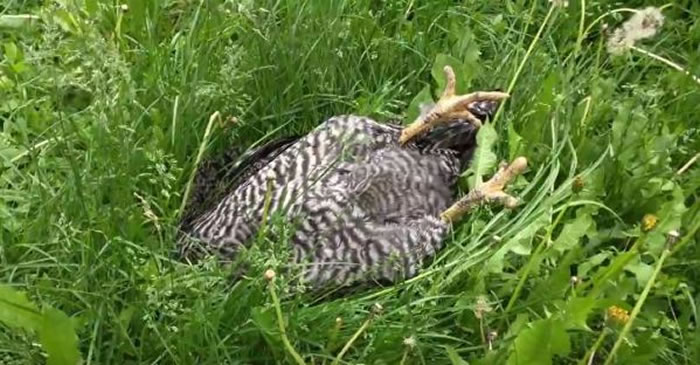 禽流感?草丛惊见母鸡翻肚“死亡” 上前推一下惊醒溜走