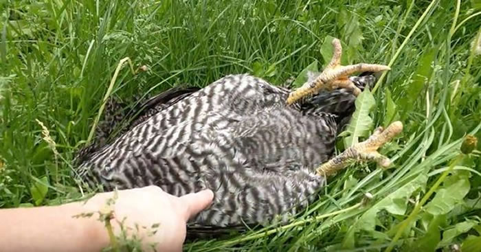 禽流感?草丛惊见母鸡翻肚“死亡” 上前推一下惊醒溜走