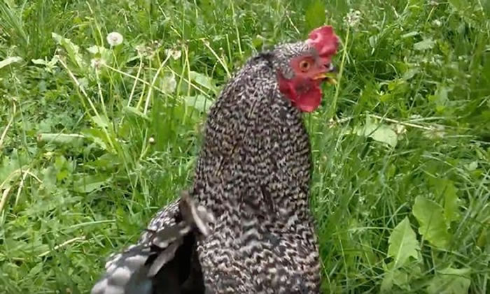 禽流感?草丛惊见母鸡翻肚“死亡” 上前推一下惊醒溜走