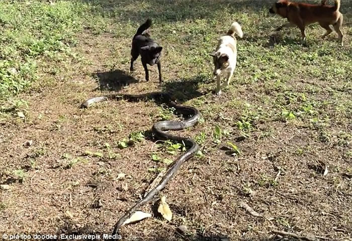 泰国4忠犬为守护主人激战巨大眼镜蛇