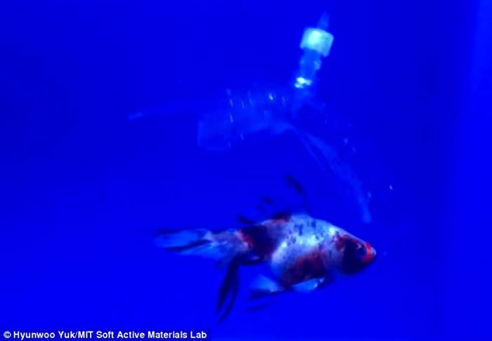 美国麻省理工学院研制出“水造机器人” 透明柔软可潜行捉鱼