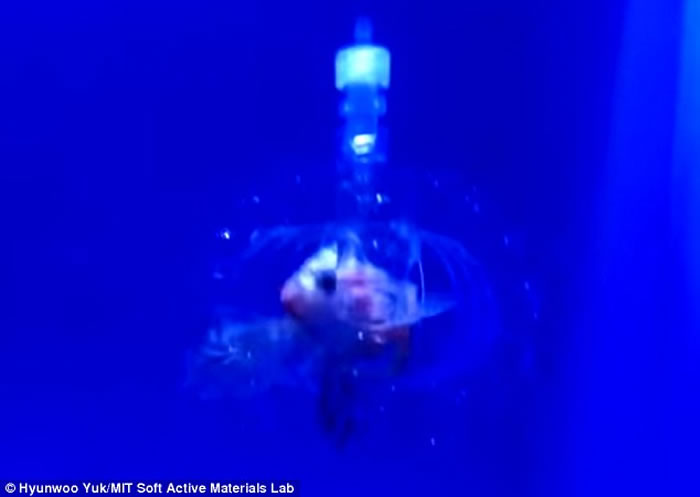 美国麻省理工学院研制出“水造机器人” 透明柔软可潜行捉鱼