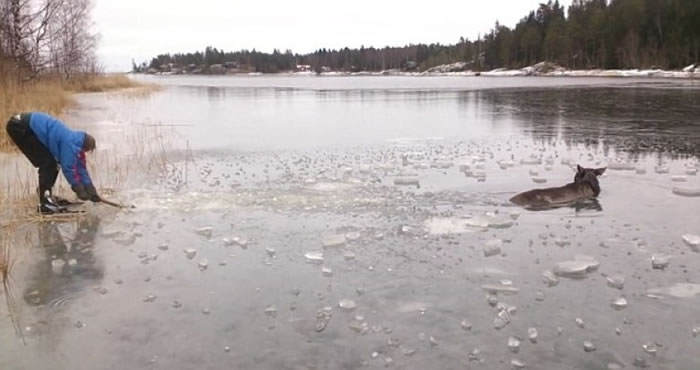 Լ����˹��һ�����ø�ͷ�俪���顣