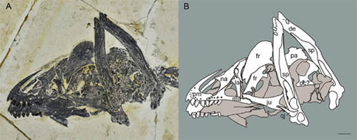 会鸟STM 16-18头骨的照片和线图 (胡晗供图)