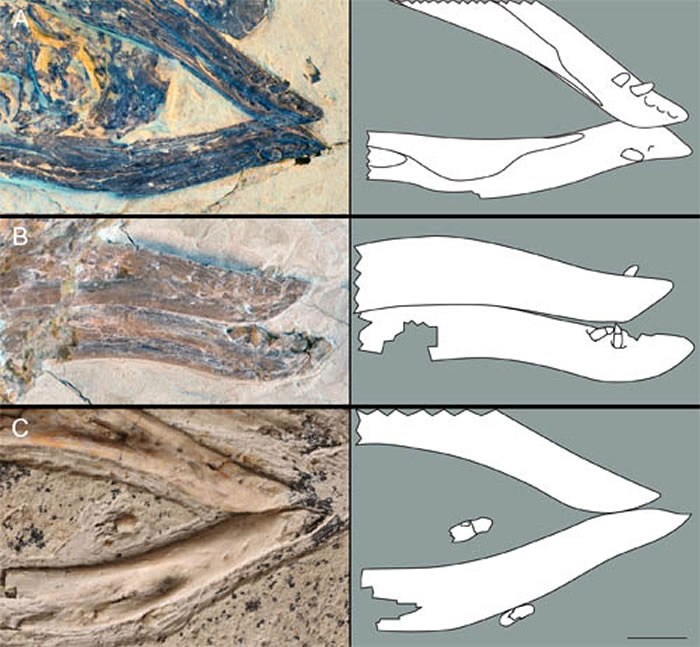 一些保存有下颌齿的会鸟标本 (胡晗供图)