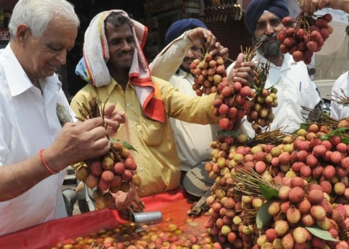 ӡ���д���������ն�ʳ��֦��ɥ����������ͼƬ��