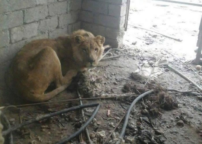 狮子饿得瘦骨嶙峋、以绝望眼光凝视镜头。