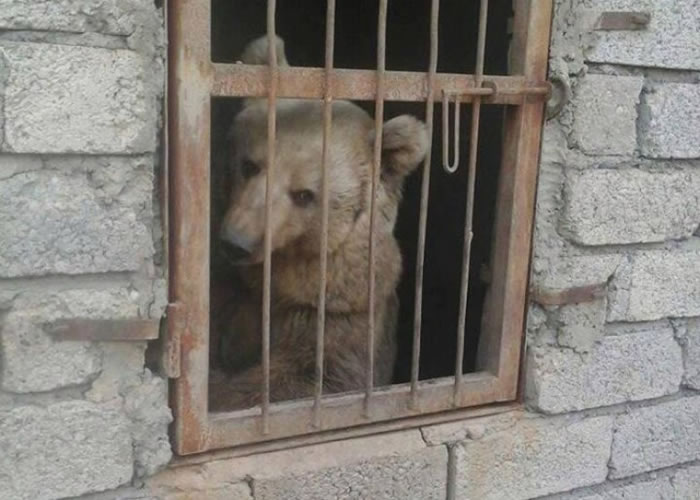 棕熊被锁在另一间房内。