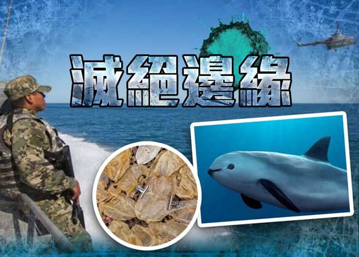 纵使墨西哥海军已加入打击非法捕捞活动,但加湾鼠海豚仍面临灭绝。