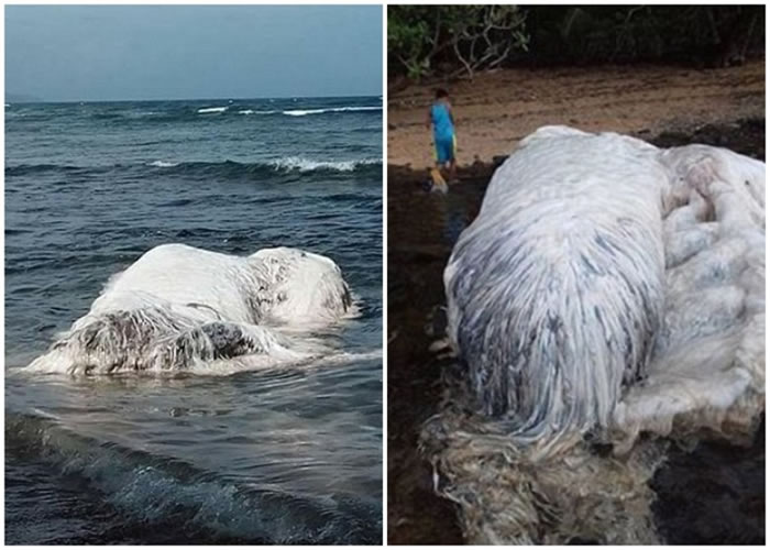 ��ʬ������ǳ��Ӵ�