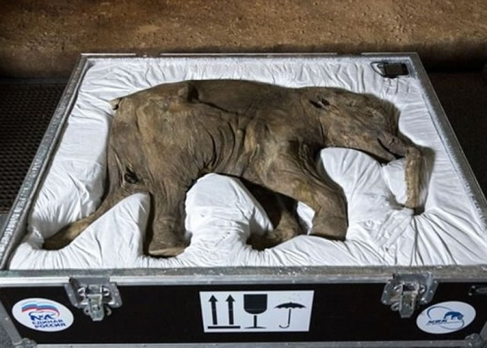 长毛象有望复活?图为数年前被发现的长毛象宝宝Lyuba遗骸。