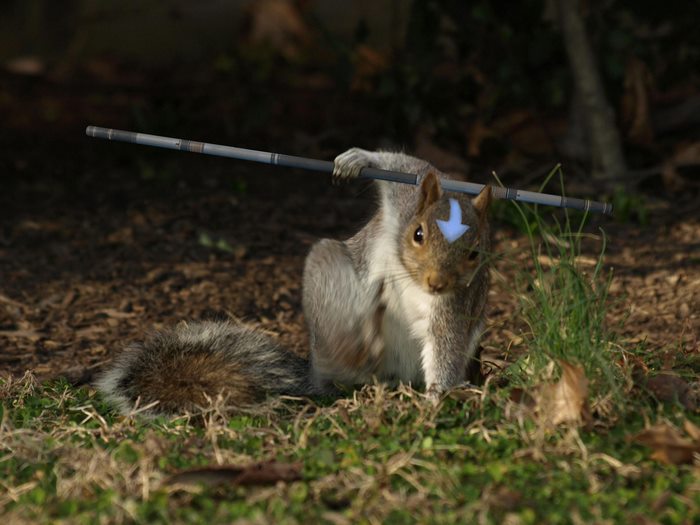 ��������Ӣ�ۣ�������������Ƭ�������������ͼ