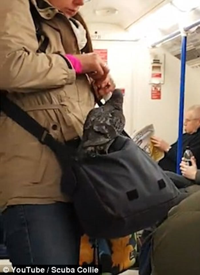 Ӣ���׶ص�����һֻ���ӷɵ�Ů�˿�б�����ϲ�Ը�뿪